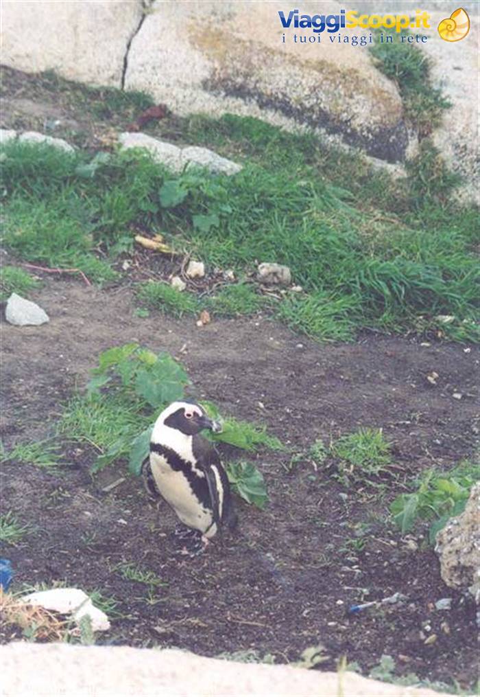 African penguin standing on grass among rocks at Boulders Beach