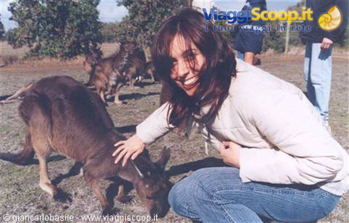 Girl crouching and petting a kangaroo in a sunny grassy park