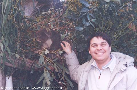 Smiling man petting a koala on eucalyptus branches