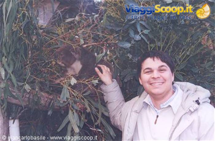 Smiling man petting a koala on eucalyptus branches