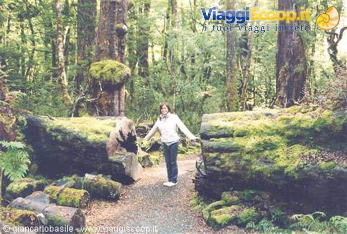 Woman standing between moss-covered fallen logs in a rainforest