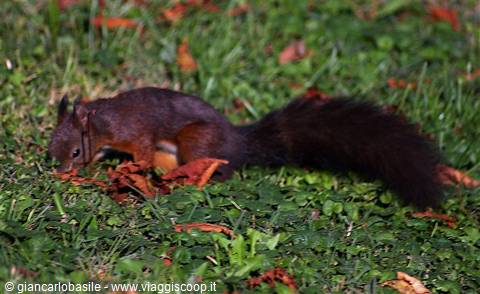 Red squirrel with bushy tail foraging among grass and fallen leaves