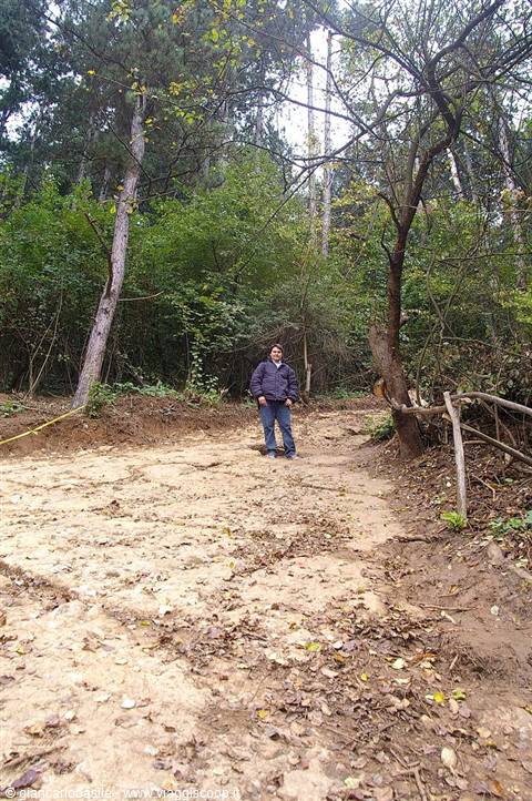 Man in blue jacket on dirt path in pine forest