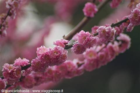 Pink peach blossoms on dark branch, soft light, blurred background