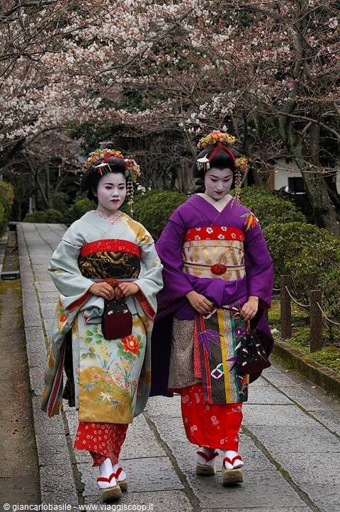 Two maiko in kimono walk under blooming cherry trees in Kyoto