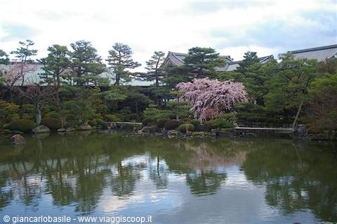 Pink cherry tree reflected in the pond of Heian Shrine garden in Kyoto