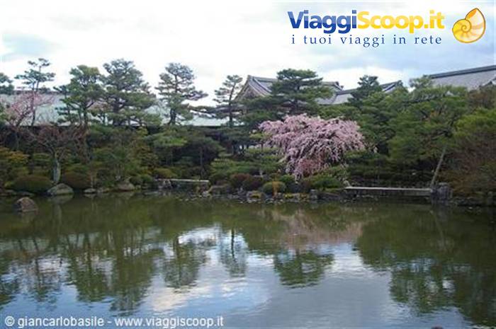 Pink cherry tree reflected in the pond of Heian Shrine garden in Kyoto