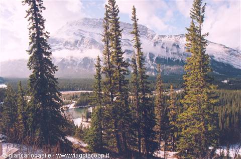 Fir trees before snowy mountain, frozen river in forest, Banff