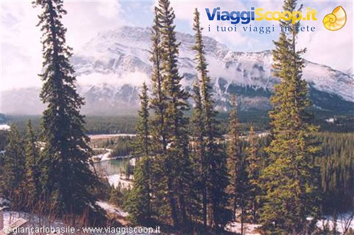 Fir trees before snowy mountain, frozen river in forest, Banff