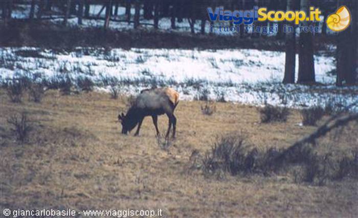 Elk grazing on dry grass, snow and forest in the background