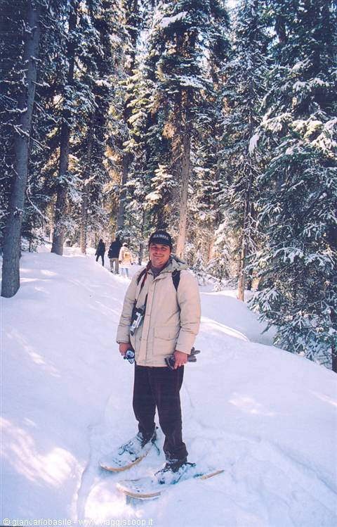Man in beige jacket and cap on snowshoes among snowy firs, sunlight through branches