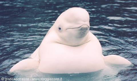 White beluga whale surfacing from dark water, head above the surface