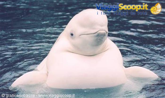 White beluga whale surfacing from dark water, head above the surface