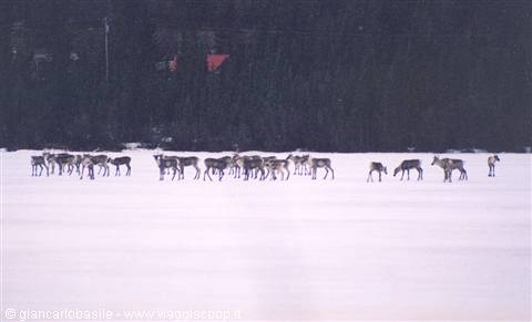 Reindeer herd grazing on snow in front of dark forest