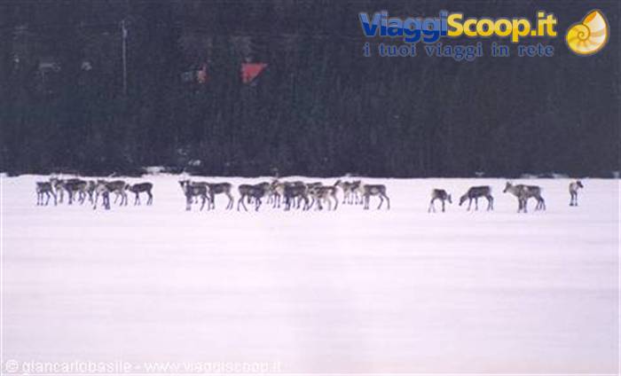 Reindeer herd grazing on snow in front of dark forest