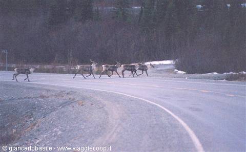 Caribou herd crossing an asphalt road between snow and forest