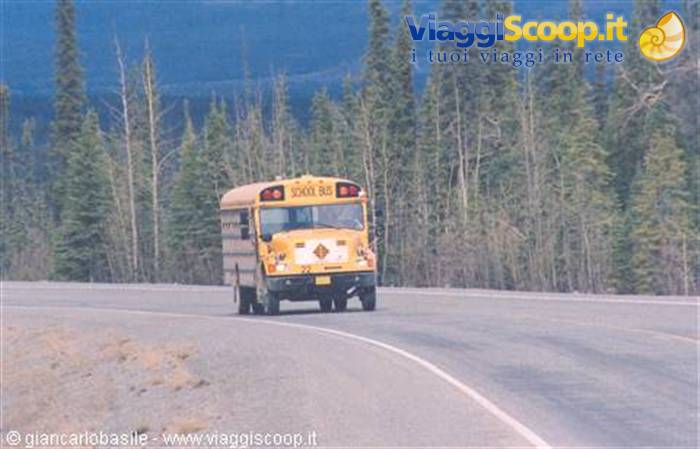 Yellow school bus driving on asphalt road among coniferous forests