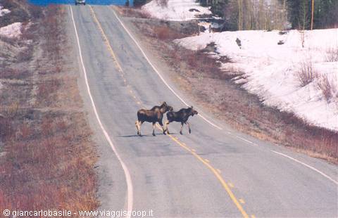 Two moose crossing an asphalt road with snow on the sides