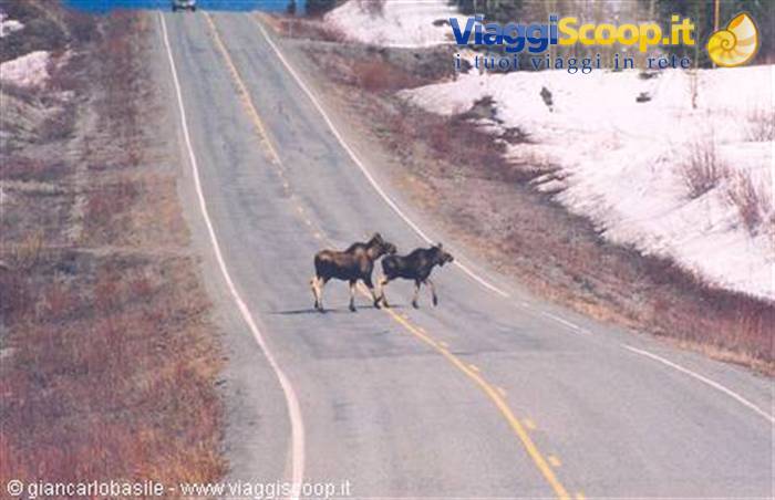 Two moose crossing an asphalt road with snow on the sides