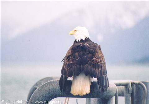 Bald eagle perched on a metal railing in front of snowy mountains