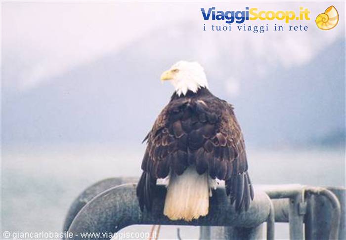 Bald eagle perched on a metal railing in front of snowy mountains