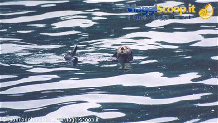 Sea otter floating on its back in dark rippled water