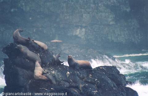 Sea lion colony on black wet rocks, waves crashing, misty light