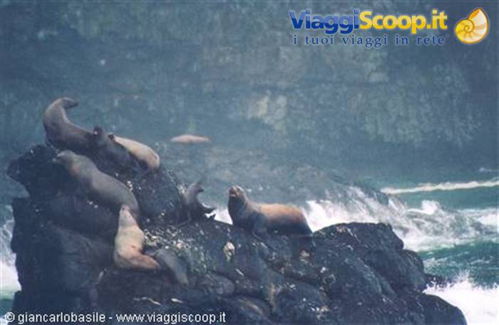 Sea lion colony on black wet rocks, waves crashing, misty light