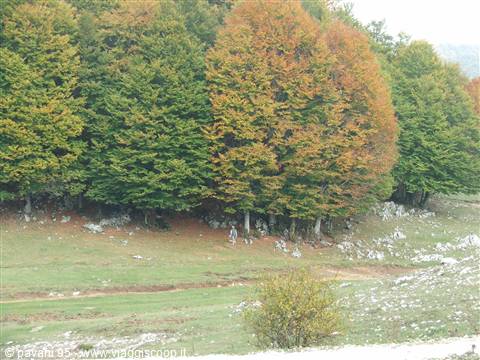 Autumn-colored trees above green meadow with scattered rocks, walker among trunks