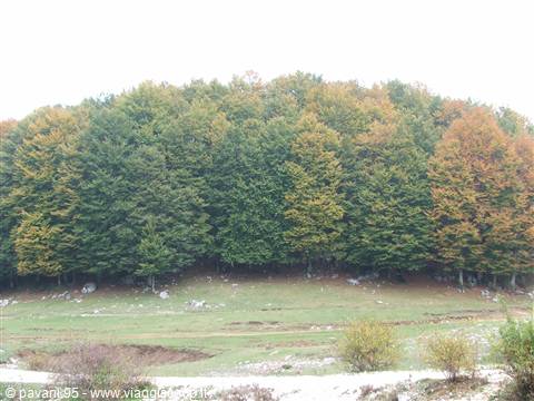 Autumn beech forest with green and orange canopies above a meadow