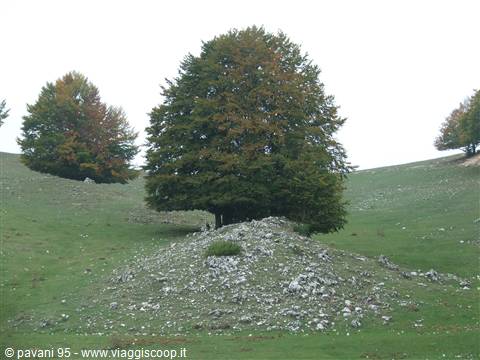 Trees on grassy hill with grey rock pile, overcast white sky