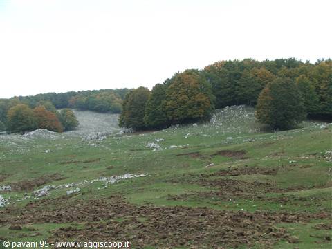 Grassy stony hillside with autumn trees under a white sky