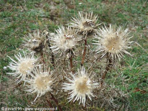 Dried thistles with pale spiky heads among green grass in a meadow