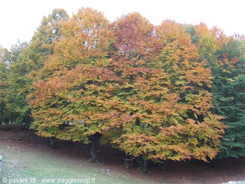 Beech trees with orange and green leaves in autumn woodland