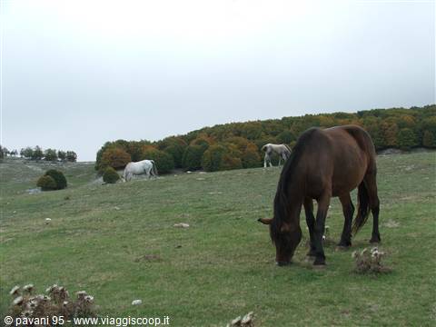 Brown horse grazing on green meadow, other horses and autumn woods behind