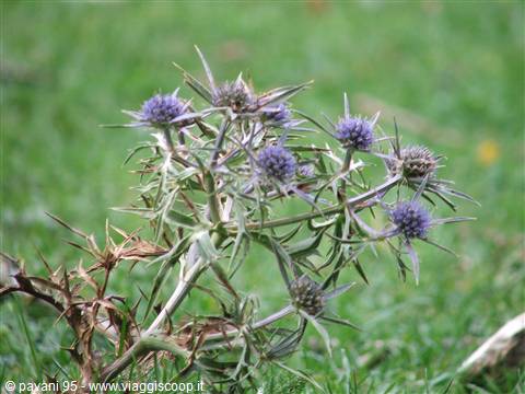 Spiky sea holly flower with blue flower heads on green grass