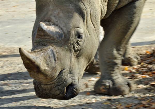 Long-horned rhinoceros walking on dry ground with fallen leaves