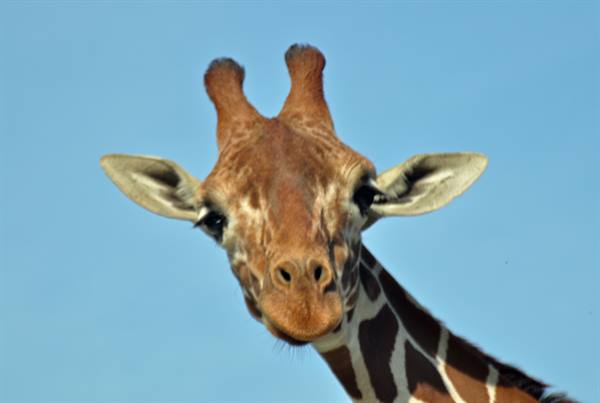 Close-up of a giraffe's head against blue sky, ossicones and ears visible