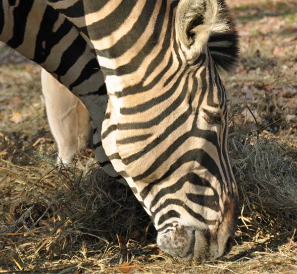 Zebra grazing on dry hay in sunlight