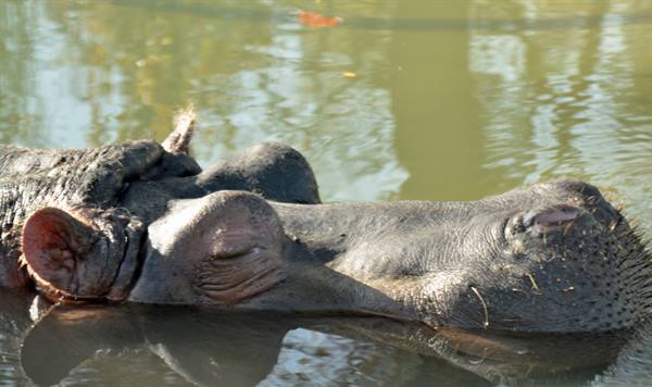 Hippo resting in water, head and snout above the surface