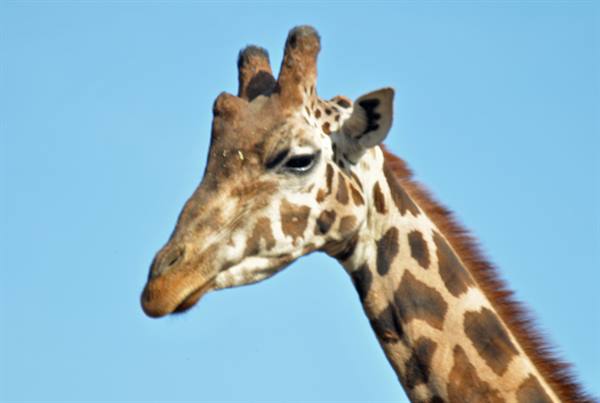 Giraffe head with spotted coat against a clear blue sky