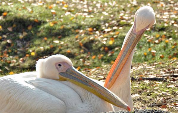 Two white pelicans resting on grass covered with autumn leaves