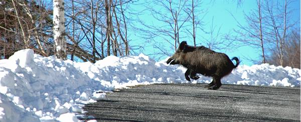 Wild boar running on snowy roadside, bare birch trees, blue sky