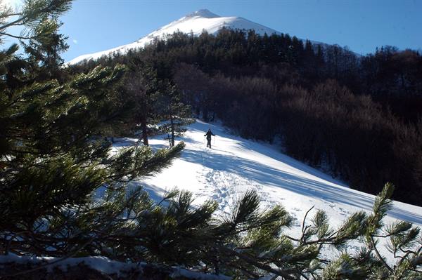Snowshoe hiker climbs snowy slope between pines toward snow-capped peak