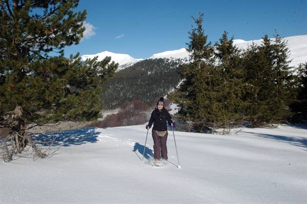 Woman with poles walks on snow among firs and snowy mountains