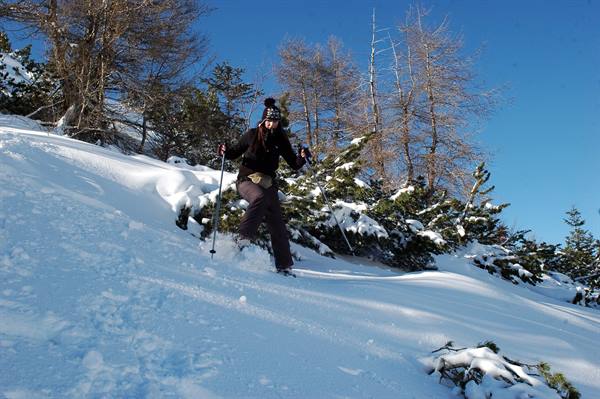 Skier descends among snowy fir trees with poles under blue sky