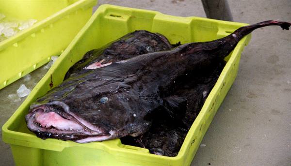 Large dark fish with open mouth inside a yellow plastic crate