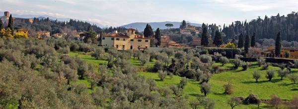 Villas and cypresses among olive groves on Florentine hills
