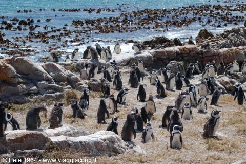 Penguins at Betty's Bay