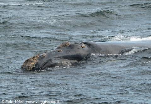 Whale at Hermanus